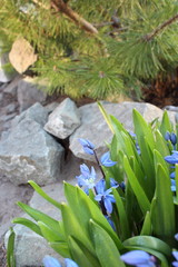 Scilla flowers spring bloom in the garden