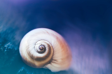 shipwrecked seashell