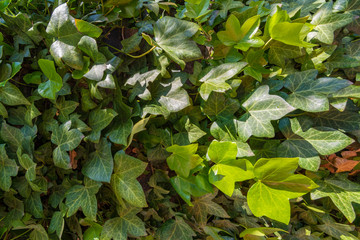 Ivy wall background