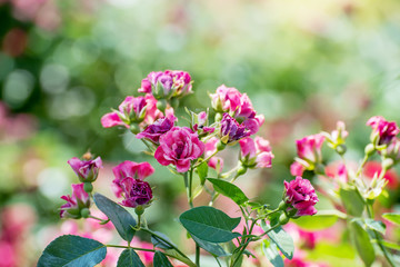 Lush flowering of small roses on branches in a summer garden. Sunny garden and natural background.