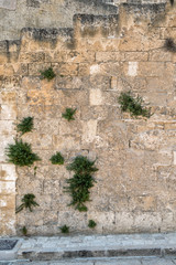 A wall of stone blocks overgrown with green plants. Italy.