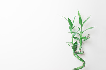 stalk of bamboo on right side with copyspace