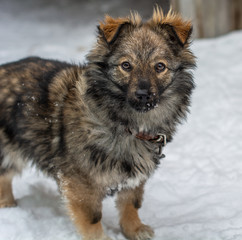 dog puppy shepherd looks at the camera lens on the background of snow blurred background bokeh