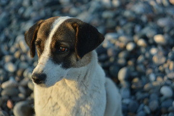 dog on the beach at sunset looking towards the shining sun bokeh on the background of the beach pebbles