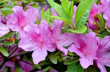 beautiful rhododendron flowers in the garden