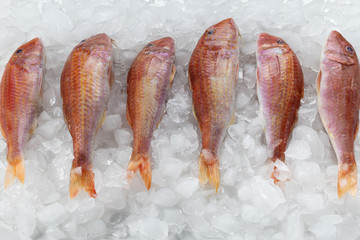 Fish on ice. Fresh fish selling in seafood market. Red mullet fish.