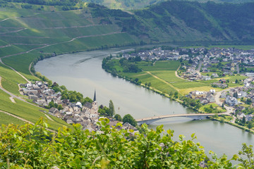 Fototapeta premium World famous wine town Piesport on the river Moselle, Rhineland-Palatinate, Germany
