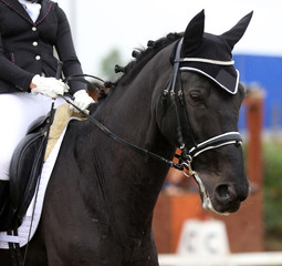 Dressage horse under saddle on equestrian event summertime