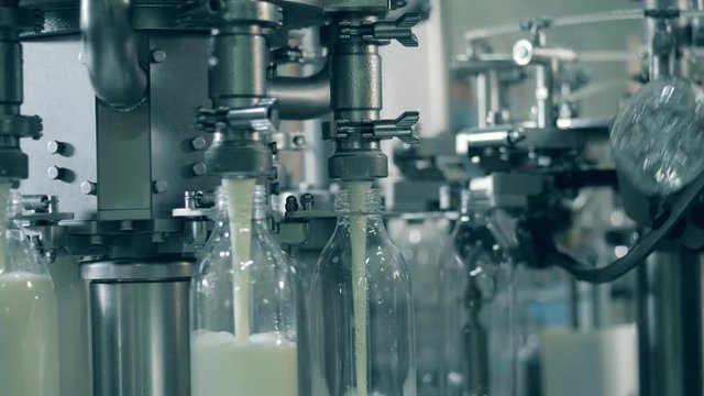 Fresh milk is pouring into bottles through the factory conveyor