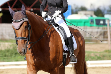 Closeup of a horseback under old leather jumper saddle on competition. Equestrian sport background