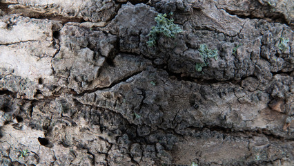Tree bark with lichen growing on  it