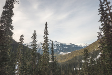 Joffre lakes forest