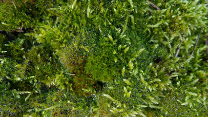 close up shot of lichen