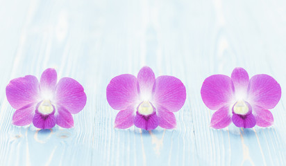 Fresh purple orchid on blue wooden plank. Home outdoor decoration and gardening concept