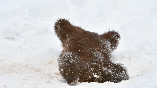 One year old brown bear cub (Ursus arctos arctos) playing with knuckle bone in the snow in winter