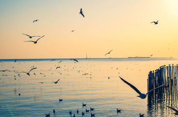 Seagulls flying at the pangpoo