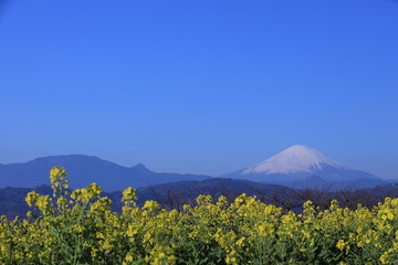 山頂の菜の花畑と富士山