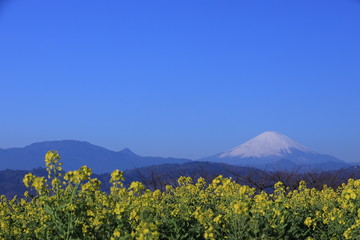 Fototapeta premium 山頂の菜の花畑と富士山