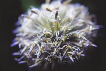 ball wildflower petals close-up.