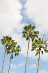 Palm Trees with Blue Sky Background in Sunny Orlando Florida