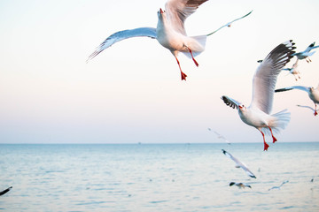 Fototapeta na wymiar seagulls flying at the pangpoo