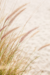 Fototapeta premium Close Up Beach Wheat Field with Sand, Beach in Orlando Florida