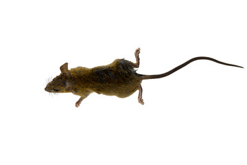 rat on white background.mouse laying on the white background