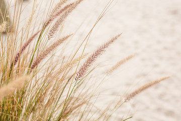 Close Up Beach Wheat Field with Sand, Beach in Orlando Florida