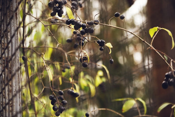 Wild black berries on thin braches near a metal fence