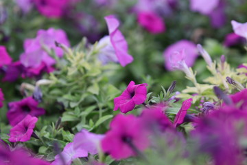 pink flowers in the garden