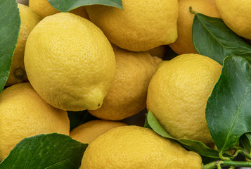 Close view of fresh yellow lemons with green leaves background