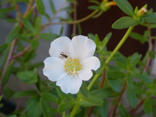 white flowers of apple tree