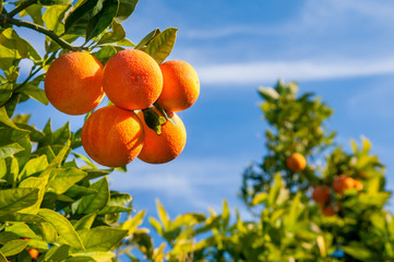 Tarocco oranges on tree against a blue sky during harvest season - 317273328