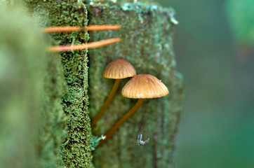 Mushrooms on a stump