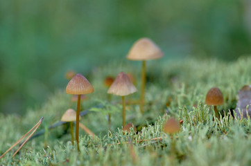 Mushrooms and mosses