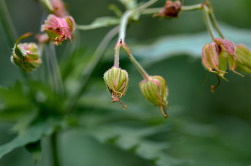 buds on a green background