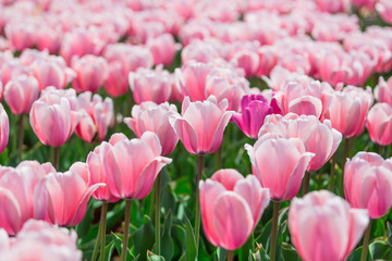 tulips in the kunming