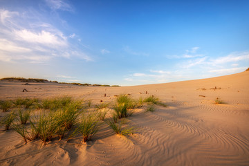 Beautiful dessert landscape during golden hour