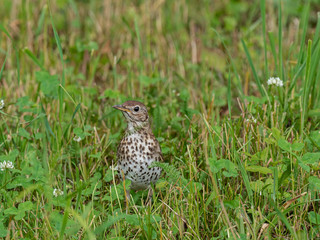 The song thrush (Turdus philomelos) is a thrush that breeds across much of Eurasia. Song thrush (Turdus philomelos) in nature. Wonderful moments of wildlife. 