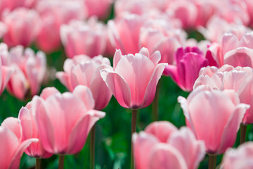 Obraz premium tulips in the kunming