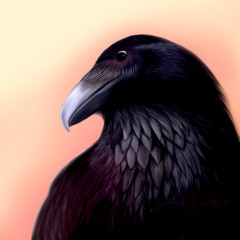 raven