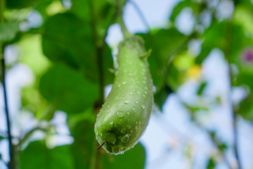 cucumber in the garden