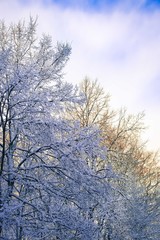 winter landscape with first snow