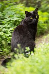 Naklejka na ściany i meble Beautiful bombay black cat with yellow eyes and insight look in green grass in nature