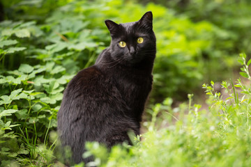 Beautiful bombay black cat with yellow eyes sits in green grass in garden