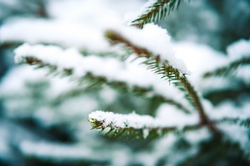 winter snow background