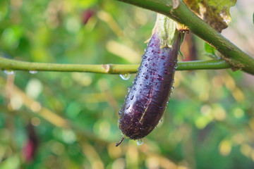 green cucumber in the garden