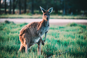 Heirisson Island kangaroo