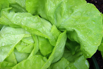 Grüner Kopfsalat Regentropfen frisch