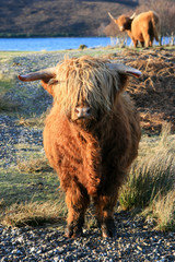 Schottisches Hochlandrind in seiner natürlichen Umgebung mit seiner Herde in den schottischen Highlands, Schottland